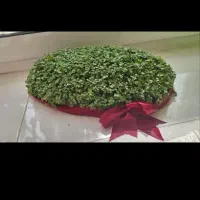 سبزه برتر|گل و گیاه طبیعی|اصفهان, دانشگاه اصفهان|دیوار