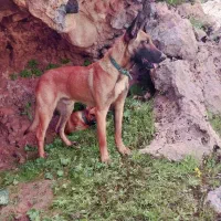 سگ مالینیوز نر