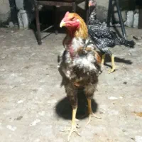 مرغ و خروس لاری