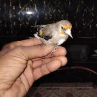 سهره