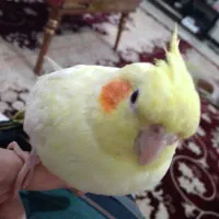جفت عروس هلندی|پرنده|اهواز, کوی فرهنگیان ۱|دیوار