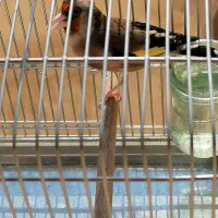 سهره دورگ زاغ کلکسیونی مسابقه ای