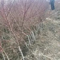 نهالستان فروش نهال های صنوبر بادام و گردو|خدمات باغبانی و درختکاری|پیرانشهر, |دیوار