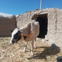 فروش فوری گاو و گوساله