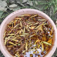 پیوند نهال تزمینی