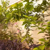 زیر زمین گلخانه ای راه جدا مرکز شهر