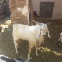 یک عدد نری پاه وندی چاق|حیوانات مزرعه|نرماشیر, |دیوار