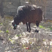 بره ..نر|حیوانات مزرعه|رابر, |دیوار