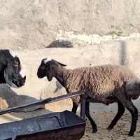 بره نر