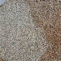 لوبیاو عدس ریز عدس درشت ولپه ونخودولوبیاچیتی وعسل|خوردنی و آشامیدنی|شیراز, قلعه نو|دیوار