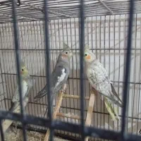 عروس هلندی|پرنده|فردیس, شهرک ارم|دیوار