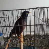 مرغ مینا سخنگو باقفس