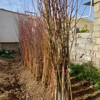 فروش انواع نهال مثمر