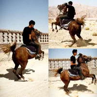 اسب وسوارکاری