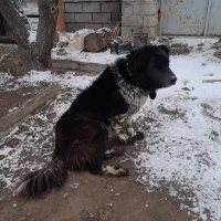 سگ ماده قدرجونی