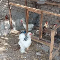 مرغ وخروس برهما لایت|حیوانات مزرعه|قرق, |دیوار