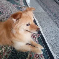 سگ ژرمن اشپیتز آلمان