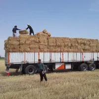 فروش کاه و بسته بندی گندم