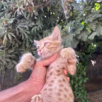 گربه|گربه|شیراز, شیشه‌گری|دیوار