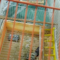 قفس و یک جفت فنج|پرنده|تبریز, |دیوار