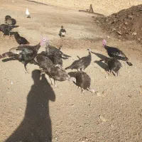 بغلمون ماده ۳۵ عدد همه یکجا ببری دونه ای ۱۵۰۰
