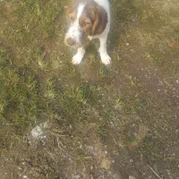 توله سگ شکاری موسمی نر|سگ|کوچصفهان, |دیوار