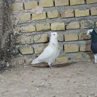 طوقی|پرنده|یزد, |دیوار