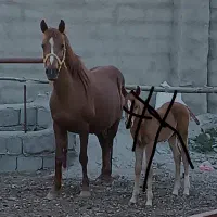 مادیان کرنگ