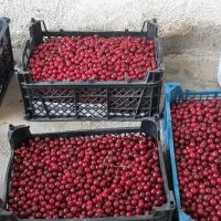 آلبالو‌درجه‌یک‌محلی