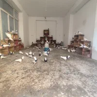 کبوتر طوقی|پرنده|اژیه, |دیوار