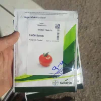 بذر گویجه 83بیست