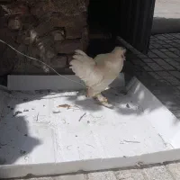فروش خروس سلطان
