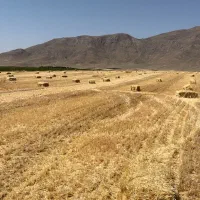 پرس سفال رو (گندم)