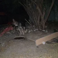 واگذاری ژرمن شولاین ماده اصل هفت ماهه