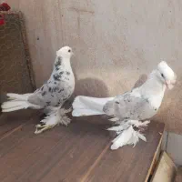 کبوتر تزینی