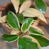 میخک ،هویا|گل و گیاه طبیعی|شیراز, شیخ روزبهان|دیوار