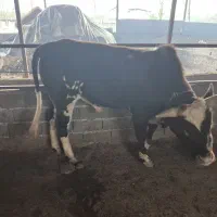 گوساله گاو نر