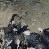 بوقلمون برنز|حیوانات مزرعه|شاهرود, |دیوار