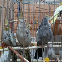 عروس هلندی|پرنده|دورود, |دیوار