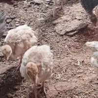 قیمت ۷۵۰ تخفیف پایه معامله