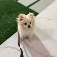 پامرانین روباهی به فروش میرسد|سگ|تربت جام, میان جام|دیوار