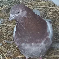 کبوترطوقی و کله گرگی