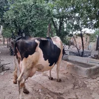 فروش یک راس گاو گوشتی