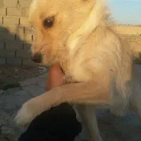 سگ پاکوتا|سگ|فردوس (خراسان), |دیوار