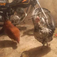 مرغ گلین . کرچ