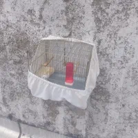 قفس سهره با لوازم لونه عروس قفس مرغ عشق قفس قناری