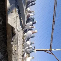 دسته کفتری پلاکی رنگی|پرنده|مشهد مرغاب, |دیوار