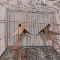 سرخ سوخته اصفهان