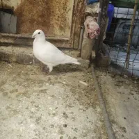 مجسمه کبوتر