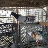 کفتر شهرستانی|پرنده|مشکین‌دشت, |دیوار